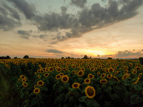 sunset summer sky italy tramonto colours sunflower gorizia girasoli friuliveneziagiulia wiko wikofever