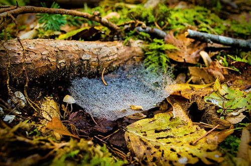 wood november autumn macro tree fall leave nature mushroom beautiful leaves mushrooms nikon herbst natur micro 1855 makro blatt pilze holz blätter baum pilz 2014 unterholz d5100