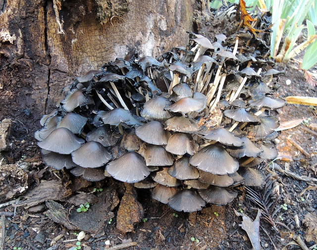 mushrooms_15