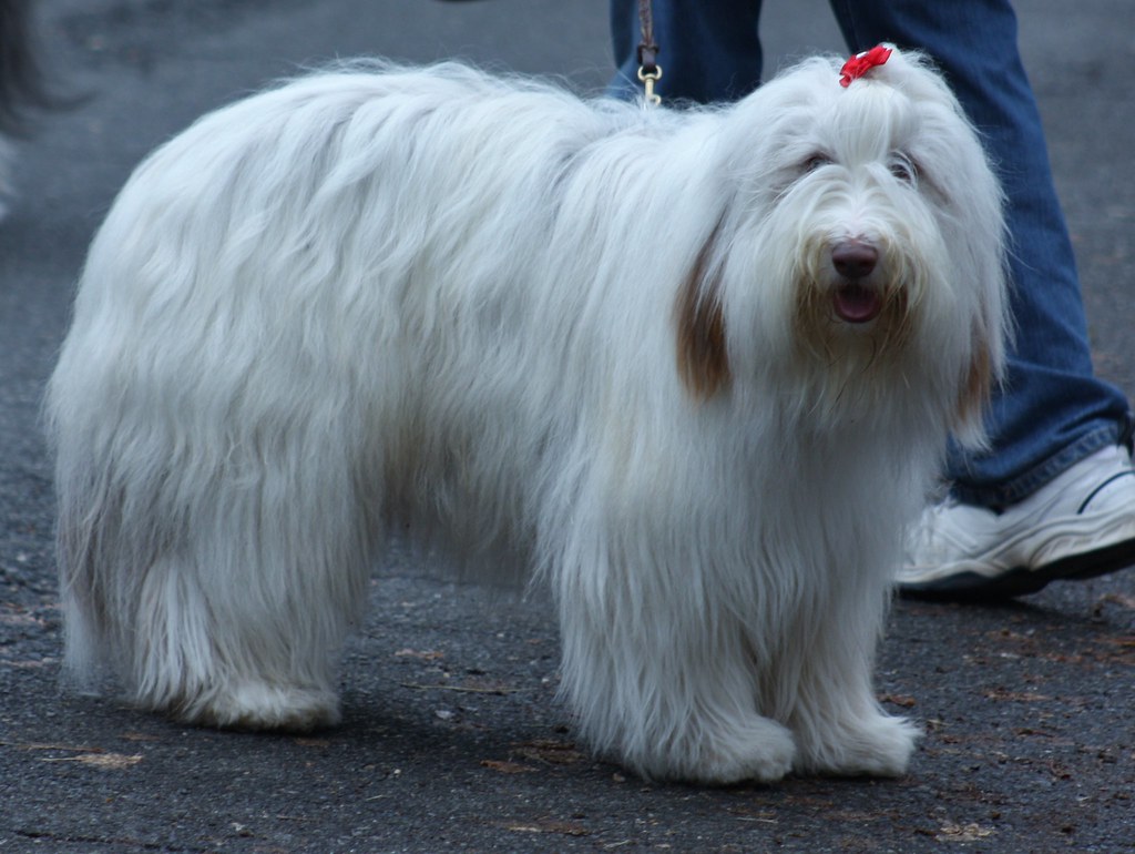 Scottish Walk Fluffy dog