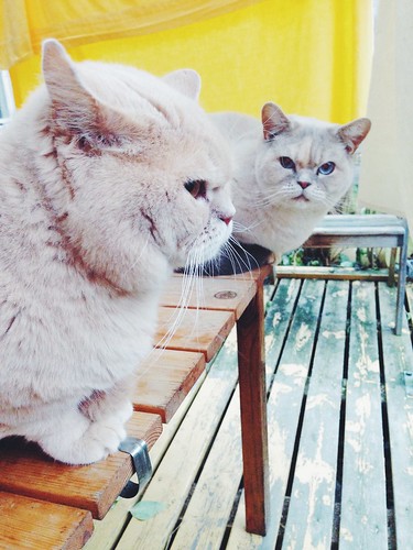 grumpy weather cats
