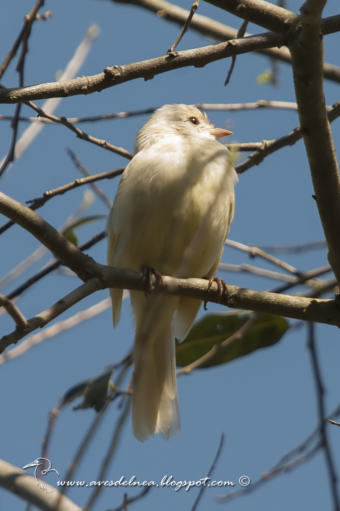 Fiofío copetón (Yellow-bellied Elaeni) Elaenia flavogaster