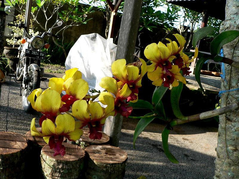 orchidées : nos floraisons au fil des saisons 2010-2013-2014  - Page 21 15846148507_152efd8fd5_c
