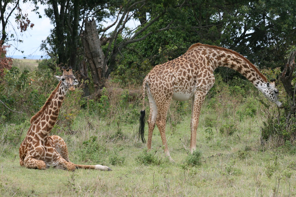 MEMORIAS DE KENIA 14 días de Safari - Blogs de Kenia - MASAI MARA II (31)