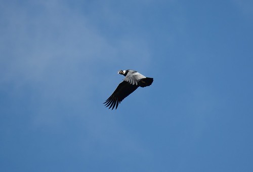 ecuador condor andean “vultur gryhus”