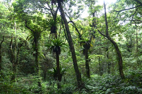 保留區中充滿生機的原始闊葉林生態(圖片來源：葉品妤攝)
