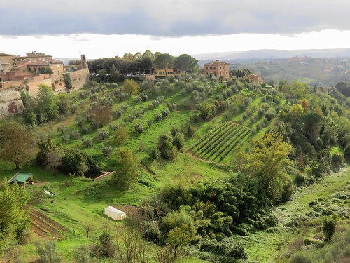 italy countryside vineyard tuscany citywalls siena olivetrees walledcity tuscancountryside