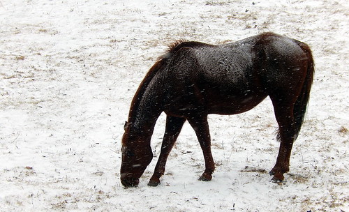 winter horse snow ontario canada rural nikon lanarkcounty