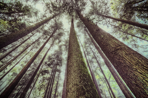 trees oregon forest portland unitedstates wideangle lookingup evergreen wildwoodtrail pittock macleaypark jeffparkes opticalbits