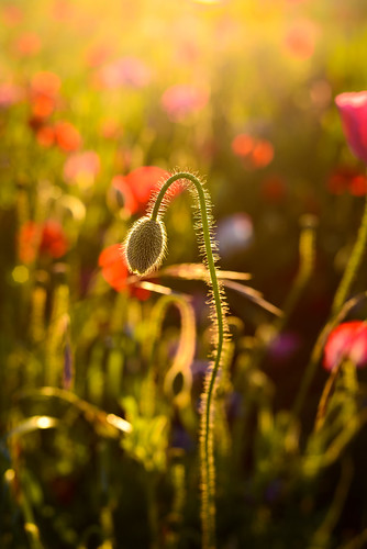 dusk flower flowers hawkesbay light newzealand poppies sky sun sunset