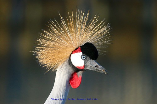 england bird birds kent crane wildlife feathers explore avian wingham eastafricancrownedcrane featheryfriday explore500 winghamwildlifepark