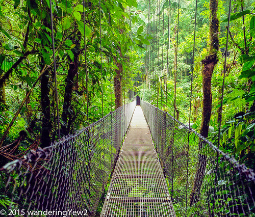 bridge 120 mamiya film forest mediumformat geotagged nationalpark rainforest costarica filmscan hangingbridge mamiya7ii arenalhangingbridges wildernesstraveltour volcanarenalnationalpark geo:lat=10489149040509226 geo:lon=8475403368473053