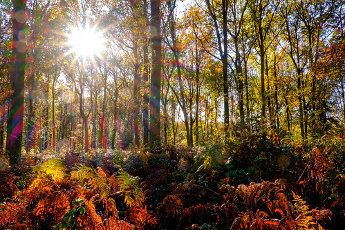 uk greatbritain autumn england color colour fall forest landscape fav50 unitedkingdom gb wiltshire marlborough savernake fav10 savernakeforest fav25 fav100 fujifilmxt1