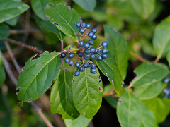 Laurustinus (Viburnum tinus) fruits