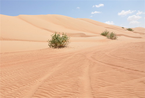 road landscape sand desert dunes tracks middleeast vegetation oman sanddunes desertlandscape wahibasands arabianpeninsula monsoonwinds