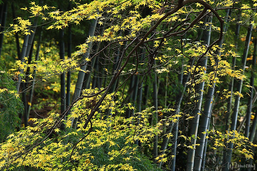 autumn color at Seiryuji Temple