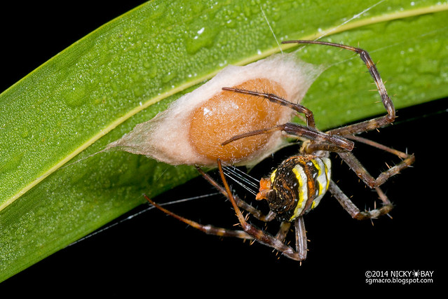 St Andrew's cross spider (Argiope sp.) - DSC_0859
