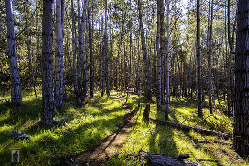 ranch forest walking woods hiking running biking jogging cambria californiacentralcoast cambriaca fiscaliniranchpreserve