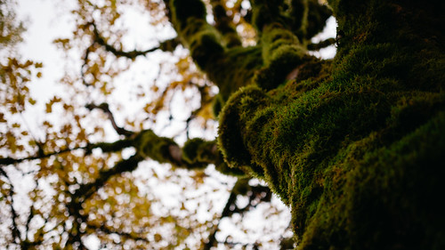 autumn tree nature up moss bokeh branches depthoffield northcascades canoneos5dmarkiii sigma35mmf14dghsmart dualiso