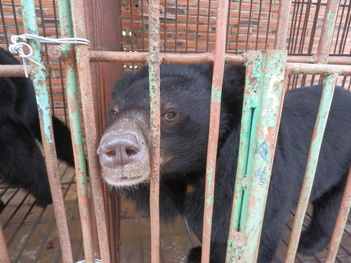 Bear in the cage on Cau Trang Bear Farm
