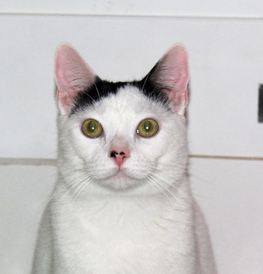 Carlo, gatito blanco con toque negro tímido y muy bueno esterilizado, nacido en Junio´14, en adopción. Valencia. ADOPTADO. 16044522788_6a7dd14421
