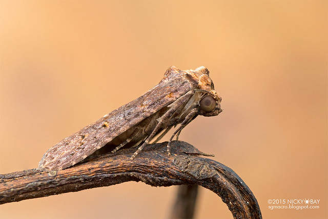 Stick-mimic moth (Gargetta sp.) - DSC_6229