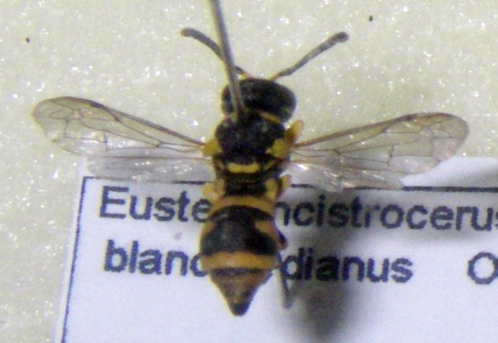 Eustenancistrocerus blanchardianus 26964329381_8427e0f5cf_o