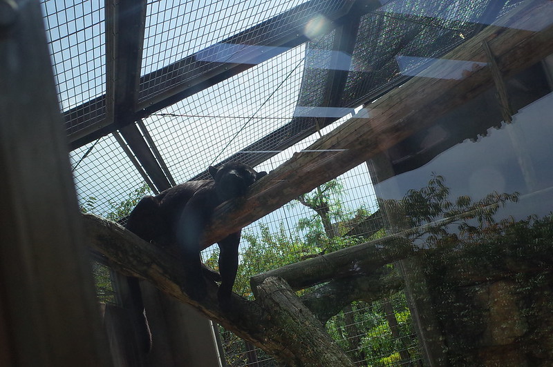 神戸王子動物園ジャガー