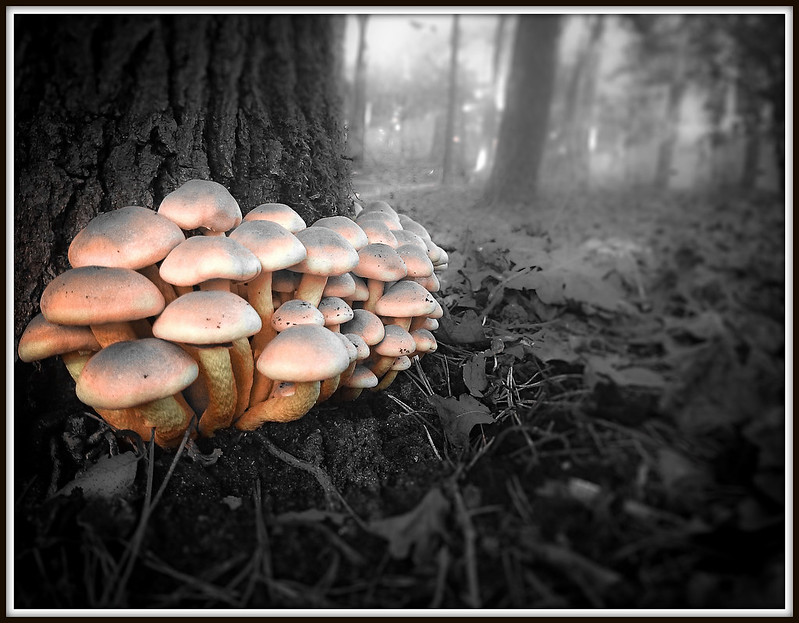 Mushrooms (23-11-2014).