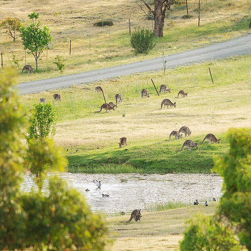road dam ducks roos kangaroos