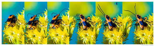 life flowers autumn flower macro fall nature canon bug outdoors colorado afternoon wildlife beetle goldenrod insects bugs mating sequence today goldenrodsoldierbeetle pennsylvanialeatherwing scotttucker lafayettecolorado ef20028l chauliognathuspensylvanicus eos70d raypainter