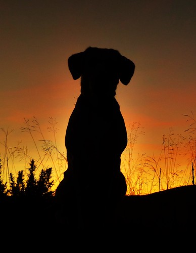 winter sunset sky dog dogs silhouette scotland labrador