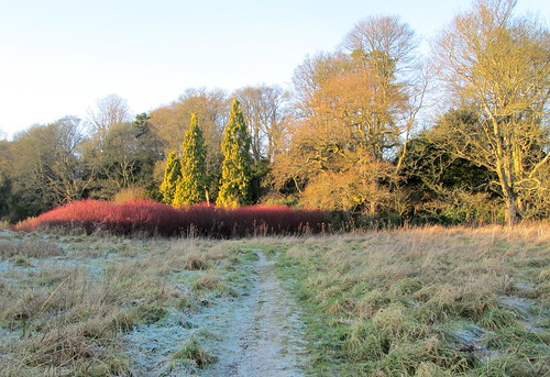 Frosty field