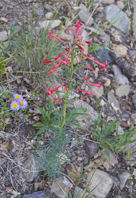 flowering plant 0010  Orient Land Trust, Colorado, USA