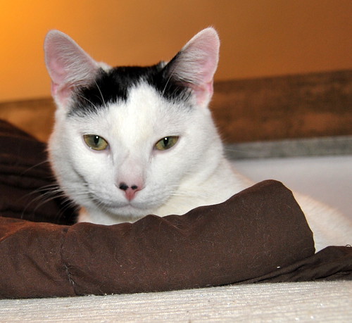 Carlo, gatito blanco con toque negro tímido y muy bueno esterilizado, nacido en Junio´14, en adopción. Valencia. ADOPTADO. 16206137386_2e85a72472