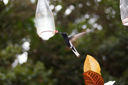 brazil birds brasil aves pájaros pássaros santateresa beijaflor espíritosanto colibri humingbird beijaflorpretoebranco florisugafusca