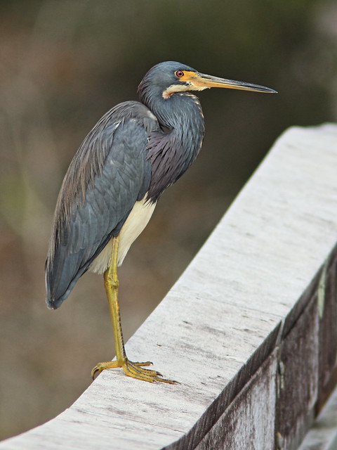 Tricolored Heron adult 5-20141118