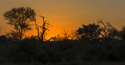 sunset southafrica krugernationalpark mpumalanga krugerpark kruger sabisands krugersunset
