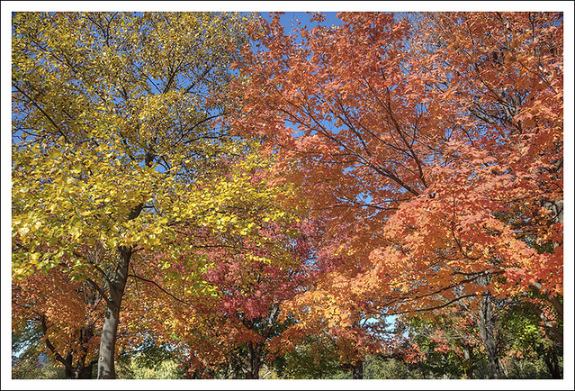Forest Park Fall Foliage 2014-10-26 2