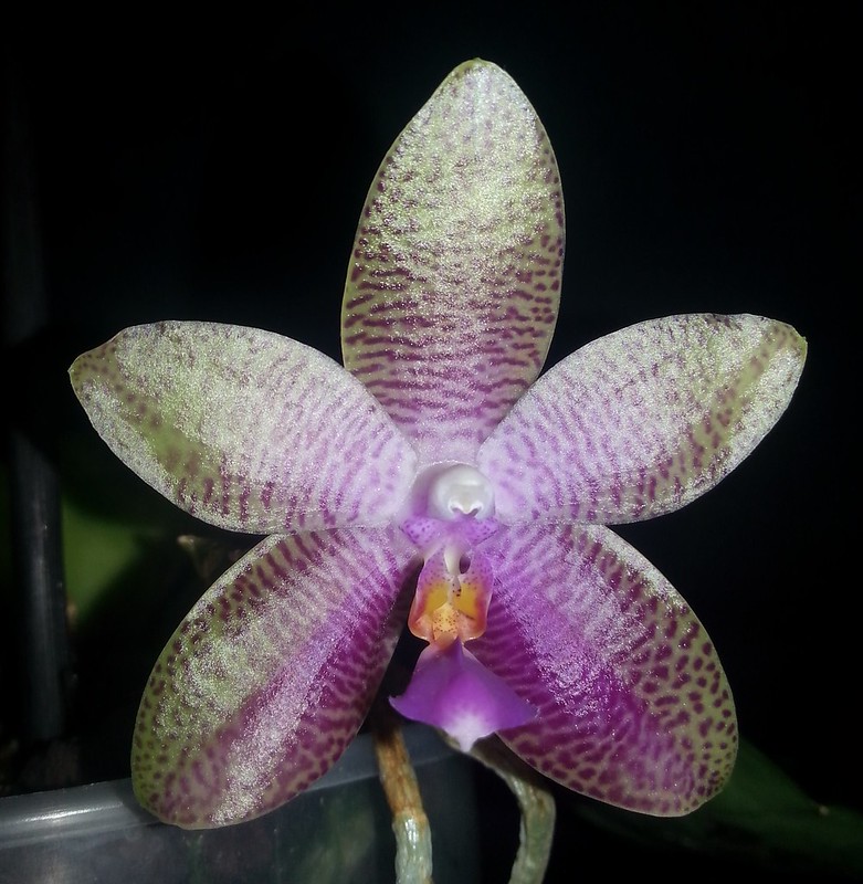 Phalaenopsis gigantea x bellina (Gigabell) 15806626656_68d6d7dcc3_c