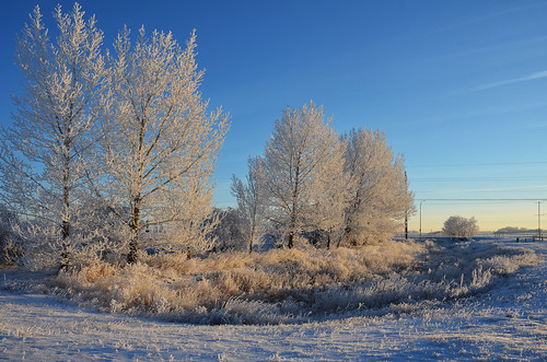 november autumn canada fall landscape frost frosty alberta 2014 十一月 11月 camrose 霜月 カナダ shimotsuki アルバータ州 frostmonth jūichigatsu 平成26年