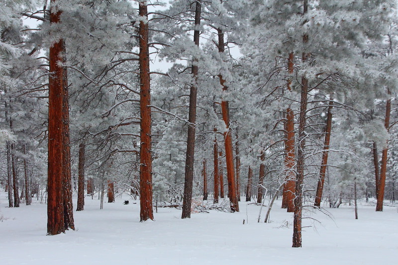 IMG_8675 Ponderosa Pine Forest in Winter