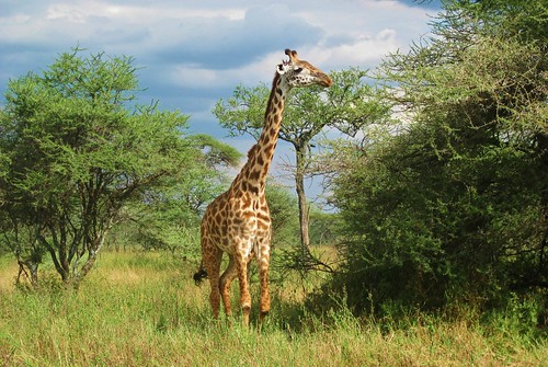 Giraffe, Serengeti national Park, Tanzania