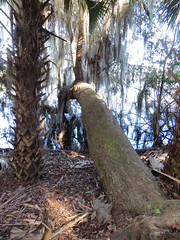 Fallen Tree Maclay Gardens SP Tallahassee FL