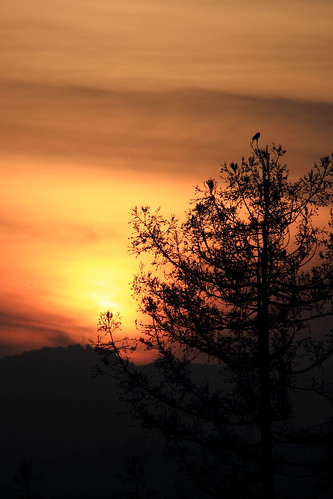 california sunset sky orange bird pinetree clouds canon hills