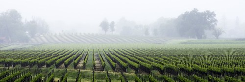 fog vineyard spring sonoma