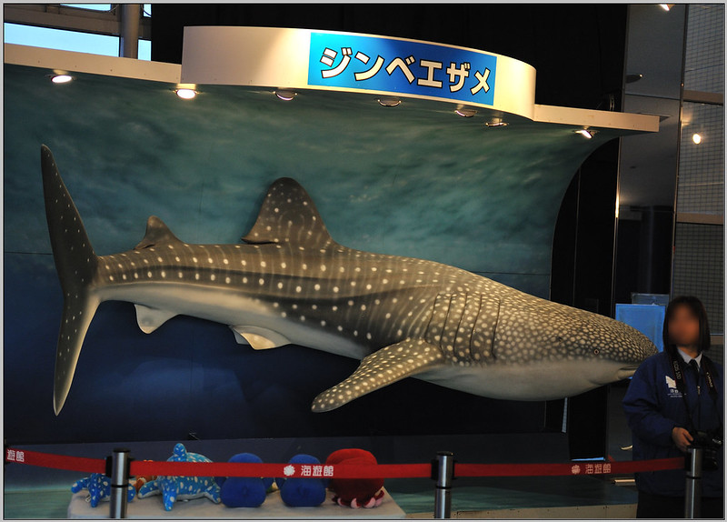 3 大阪海遊館 鯨鯊