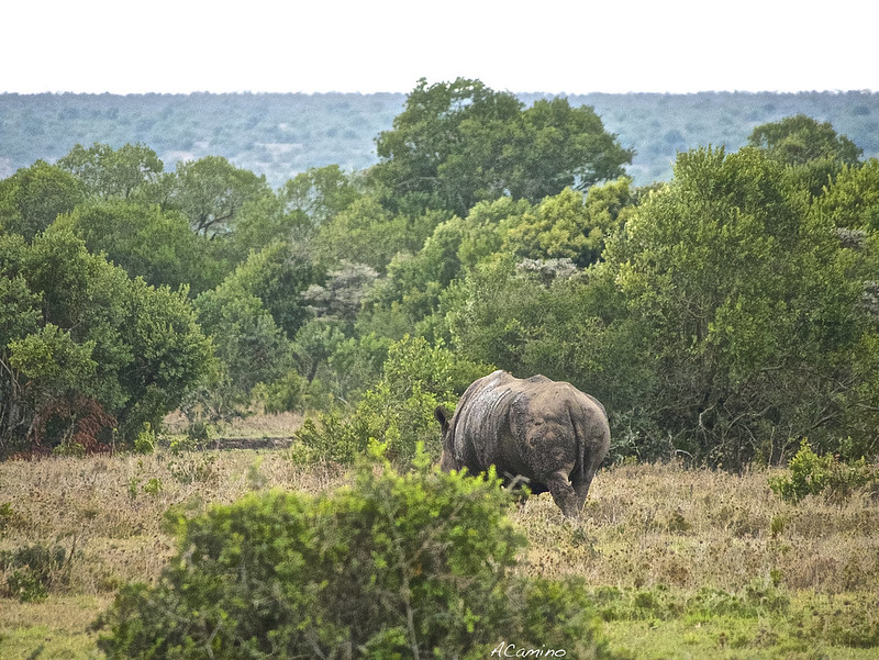Parque de Sweetwaters: cara a cara con el Rinoceronte Negro - 12 días de Safari en Kenia: Jambo bwana (18)