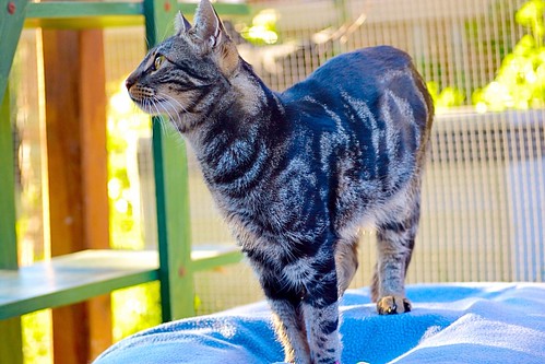 Bosco, gato pardo y negro tabby espectacular, nacido en Julio´13, en adopción. Valencia. ADOPTADO. 15617302064_8286a28724