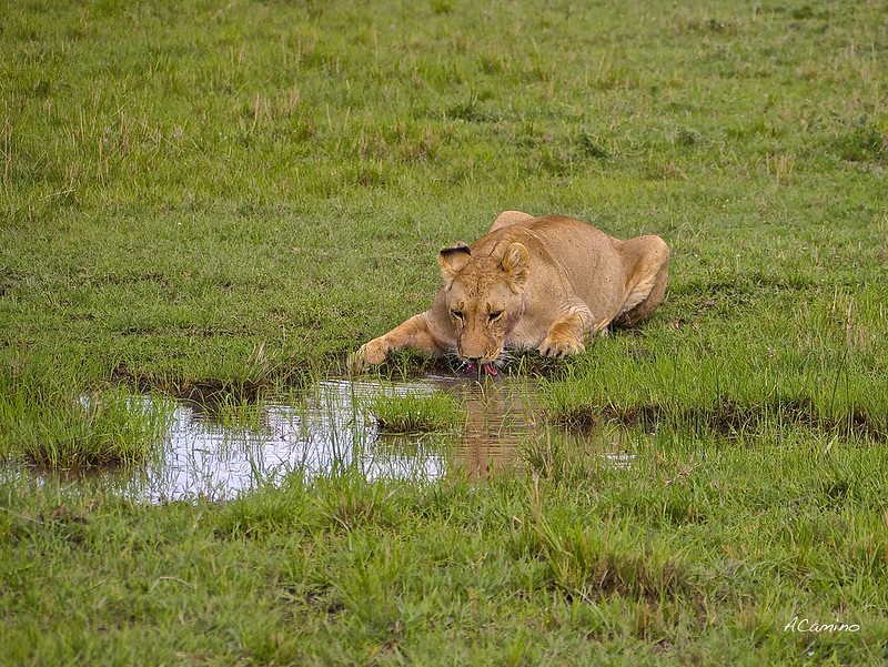 Gran dia en el M.Mara viendo cazar a los guepardos - 12 días de Safari en Kenia: Jambo bwana (46)